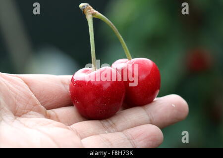 Nahaufnahme von Hand halten Kirsche Lapins Früchte in der hand Stockfoto