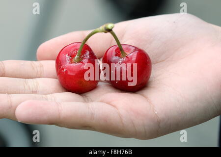 Nahaufnahme von Hand mit Prunus Avium oder bekannt als Lapin Kirsche in der hand Früchte Stockfoto