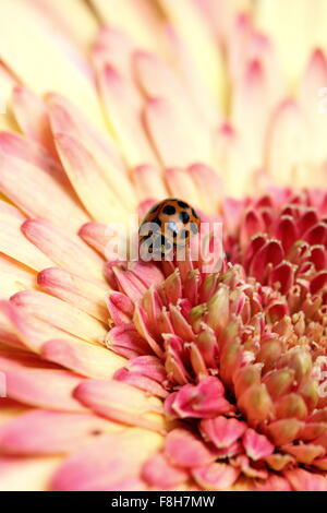 Orange Ladybird Käfer oder eine Gerbera Jamesonii - Farbe platzen Stockfoto