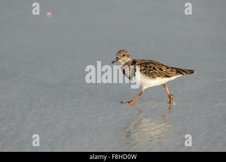 Juvenile ruddy turnstone (arenaria interpres) zu Fuß am Strand Stockfoto