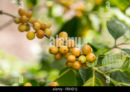 Gelbe Arabica Kaffeebohnen auf Ast Stockfoto