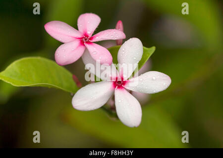 Nahaufnahme des Sadafuli (Catharanthus Roseus), Madagaskar-Immergrün oder rosige Immergrün Blüte. Goa, Indien Stockfoto