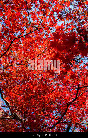 Gotokuji Tempel, Setagaya-Ku, Tokyo, Japan Stockfoto