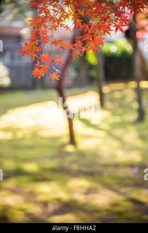 Gotokuji Tempel, Setagaya-Ku, Tokyo, Japan Stockfoto