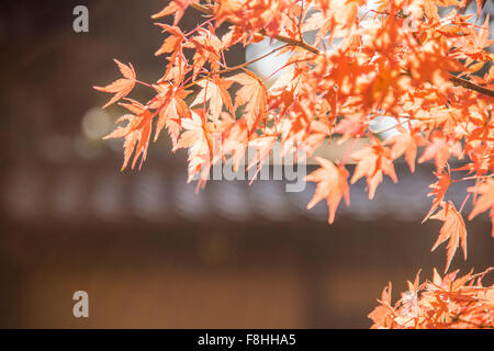 Gotokuji Tempel, Setagaya-Ku, Tokyo, Japan Stockfoto