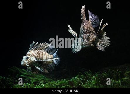 Paar von Indo-Pazifik rot Rotfeuerfisch (Pterois Volitans), Schwimmen im Nahbereich Stockfoto