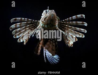 Juvenile Pazifischen Ozean rot Rotfeuerfisch (Pterois Volitans), eine giftige Riff-Fische, invasive Arten in der Karibik Stockfoto