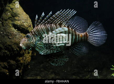 Reifen Sie, Indo-Pazifik rot Rotfeuerfisch (Pterois Volitans), eine giftige Riff-Fische, invasive Arten in der Karibik Stockfoto