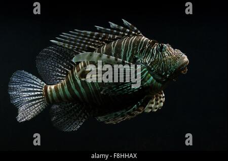 Reife Indo-Pazifik rot Rotfeuerfisch (Pterois Volitans), eine giftige Riff-Fische Stockfoto