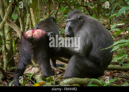 Ein Sulawesi-Schwarzkammmakaken (Macaca nigra) wird von einer anderen Person auf dem Waldboden im Naturschutzgebiet Tangkoko, Indonesien, gepflegt. Stockfoto