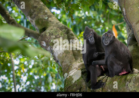 Porträt zweier Individuen von Sulawesi-Schwarzkammmakaken (Macaca nigra) während sozialer Aktivitäten an einem Baum im Naturreservat Tangkoko, Indonesien. Stockfoto