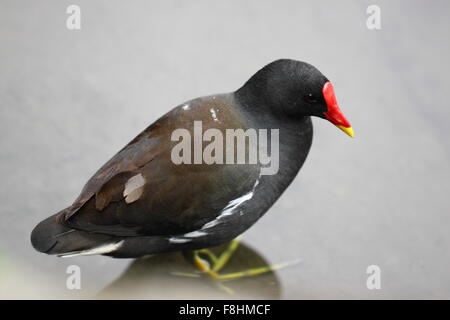 Altrosa Teichhuhn, Gallinula tenebrosa Stockfoto