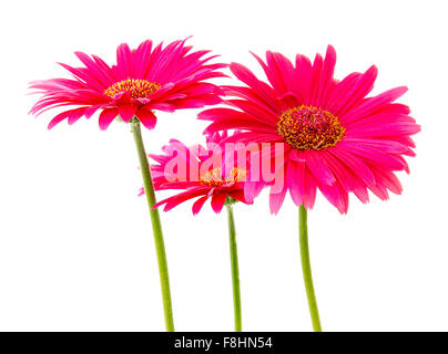 Drei Rosa Gerbera Blumen, isoliert auf weißem Hintergrund Stockfoto