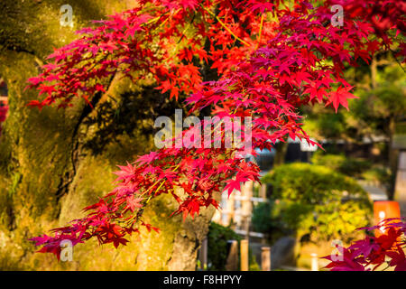 Gotokuji Tempel, Setagaya-Ku, Tokyo, Japan Stockfoto