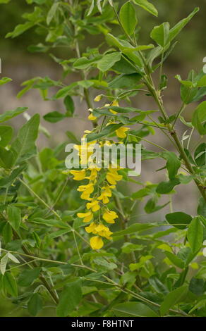 Wilde Goldregen Laburnum Anagyroides blüht, Apennin, Italien Stockfoto