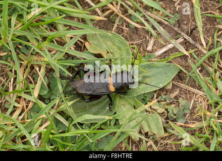 Field Cricket, Gryllus Campestris in montane Wiesen, Italien. Stockfoto