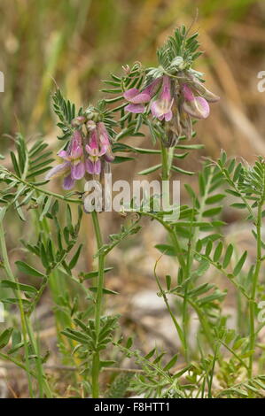 Ungarische Wicke, Vicia pannonica Stockfoto