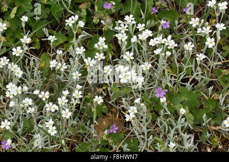 Snow-in-Summer, filziges Hornkraut blüht in freier Wildbahn, Apennin, Italien. Stockfoto