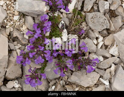 Alpine Basilikum-Thymian, Acinos Alpinus, auf Kalkstein, Apennin, Italien. Stockfoto
