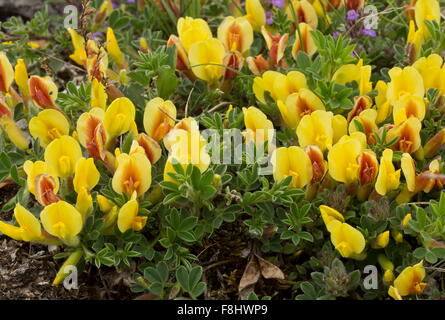 Behaarte Besen, Cytisus Hirsutus Ssp Polytrichus, Blüte, Apennin, Italien. Stockfoto