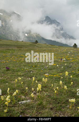 Paar blühende Orchidee Orchis Pauciflora, Globularia, grün-winged Orchid etc. in blumigen montane Wiesen, Monti Sibillini, Italien Stockfoto
