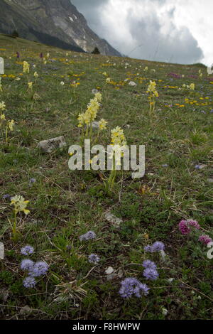 Nur einige blühende Orchidee Orchis Pauciflora, Globularia etc. in blumigen montane Wiesen, Monti Sibillini, Italien Stockfoto