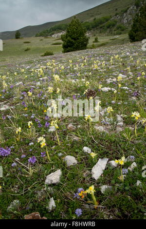 Nur einige blühende Orchidee Orchis Pauciflora, Globularia etc. in blumigen montane Wiesen, Monti Sibillini, Italien Stockfoto