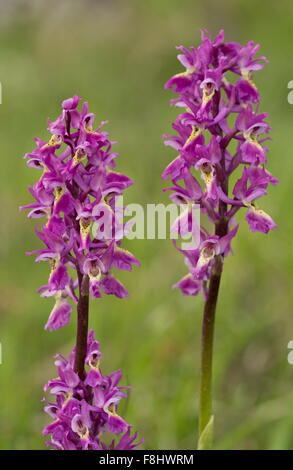 Eine Hybrid-Orchidee, paar blühende Orchidee x frühen lila Orchidee Orchis × Colemanii, Apennin, Italien. Stockfoto