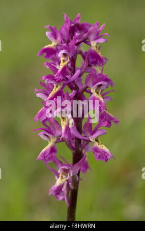 Eine Hybrid-Orchidee, paar blühende Orchidee x frühen lila Orchidee Orchis × Colemanii, Apennin, Italien. Stockfoto