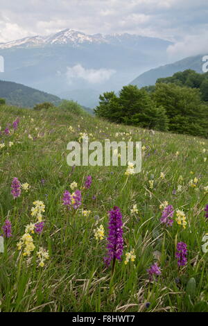Massen von Orchideen auf Berg Hügel, auf 1500m;  Wenigen blühenden Orchideen, frühen lila Orchideen und der Hybrid zwischen ihnen, Monti Stockfoto