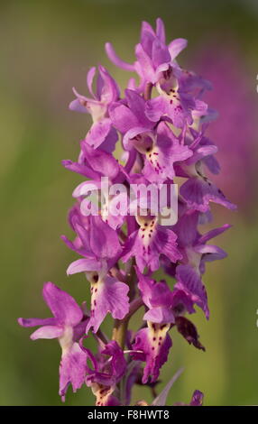 Eine Hybrid-Orchidee, paar blühende Orchidee x frühen lila Orchidee Orchis × Colemanii, Apennin, Italien. Stockfoto