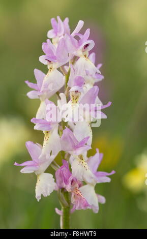 Eine Hybrid-Orchidee, paar blühende Orchidee x frühen lila Orchidee Orchis × Colemanii, Apennin, Italien. Stockfoto