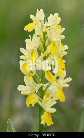 Nur einige blühende Orchidee Orchis Pauciflora in Blüte in montane Wiesen, Sibillini, Italien. Stockfoto
