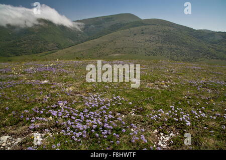 Eine mattierte Globularia, Globularia Cordifolia, in montane Wiesen, Monti Sibillini, Italien Stockfoto