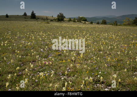 Blumige montane Wiese, mit wenigen blühenden Orchideen, Globularia etc. auf 1500m in Monti Sibillini, Italien Stockfoto