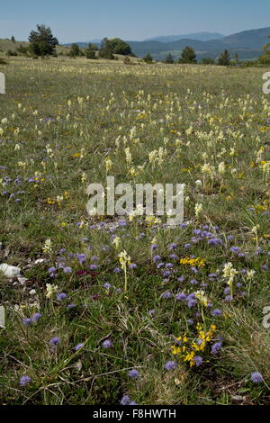 Blumige montane Wiese, mit wenigen blühenden Orchideen, Globularia etc. auf 1500m in Monti Sibillini, Italien Stockfoto