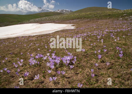 Frühling Krokus, Crocus Vernus wächst in Massen auf ca. 1600m, Gran Sasso und Monti della Laga Nationalpark Stockfoto