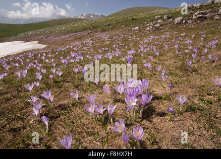 Frühling Krokus, Crocus Vernus wächst in Massen auf ca. 1600m, Gran Sasso und Monti della Laga Nationalpark Stockfoto