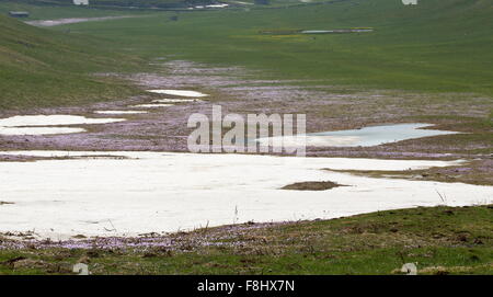 Frühling Krokus, Crocus Vernus wächst in Massen auf ca. 1600m, Gran Sasso und Monti della Laga Nationalpark Stockfoto