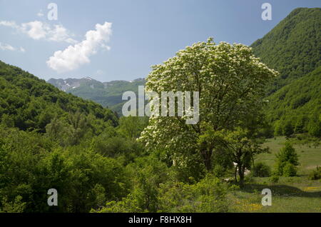 Manna-Esche in voller Blüte im Frühjahr, in der Val Fondillo, Nationalpark Abruzzen, Italien. Stockfoto