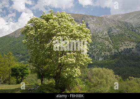 Manna-Esche in voller Blüte im Frühjahr, in der Val Fondillo, Nationalpark Abruzzen, Italien. Stockfoto