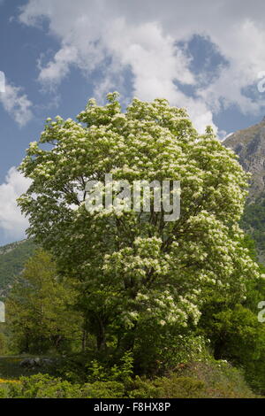 Manna-Esche in voller Blüte im Frühjahr, in der Val Fondillo, Nationalpark Abruzzen, Italien. Stockfoto