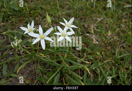Weniger Star-of-Bethlehem, Ornithogalum Divergens in Blüte im Frühjahr, Abruzzen-Nationalpark. Stockfoto