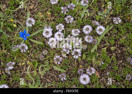 Heart-leaved Globe Daisy, Globularia Cordifolia in Blüte, Apennin Stockfoto