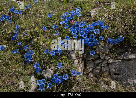 Eine Trompete Enzian, Gentiana Ligustica in hohen montane Wiesen in Gran Sasso, Italien. Stockfoto