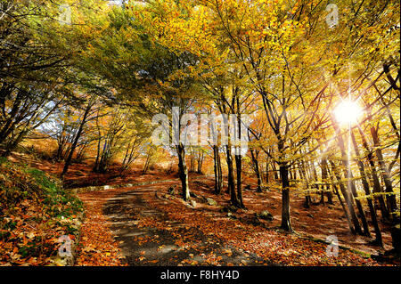 Italien-Kampanien-Herbst in Monti del Matese Piana Delle Pesche Stockfoto