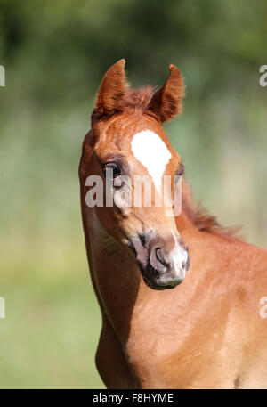 Porträt von ein paar Wochen alten Kastanien arabischen Fohlen Stockfoto