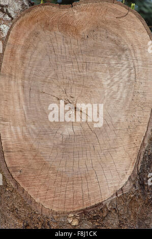 Schneiden Sie Log Holzmaserung Stockfoto