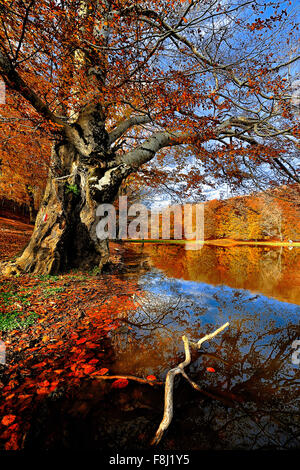 Italien-Kampanien-Herbst in Monti del Matese Piana Delle Pesche Stockfoto