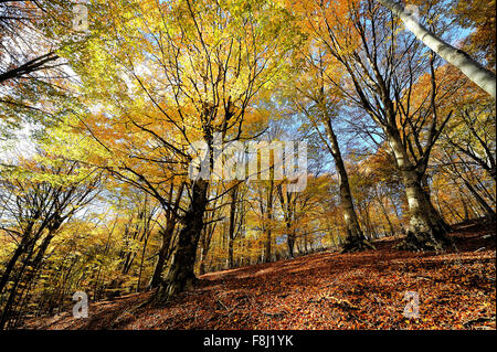 Italien-Kampanien-Herbst in Monti del Matese Piana Delle Pesche Stockfoto